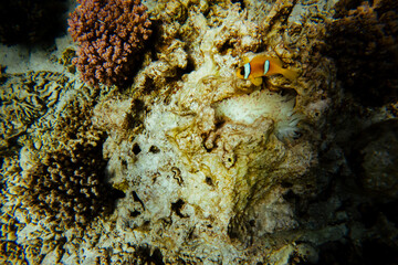 Nemo