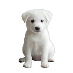 Obraz premium Cute white puppy on a white isolate background
