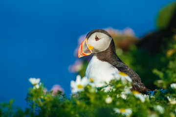 Beautiful Atlantic puffin bird or common puffin living on coastline during the breeding season on summer at Shetlands island.