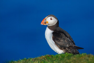 Beautiful Atlantic puffin bird or common puffin living on coastline during the breeding season on summer at Shetlands island.