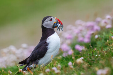 Puffin, atlantic puffin, Scientific name: Fratercula arctica. Close up of a cute puffin, sitting among flowers  with a beak full of sand eels.