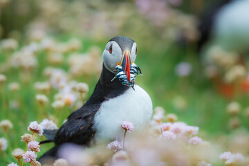Puffin, atlantic puffin, Scientific name: Fratercula arctica. Close up of a cute puffin, sitting among flowers  with a beak full of sand eels.