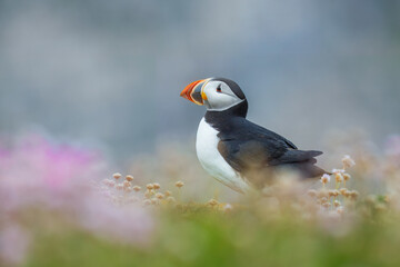 Beautiful Atlantic puffin bird or common puffin living on coastline during the breeding season on summer at Shetlands island.
