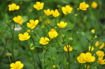 Creeping buttercup (Ranunculus repens) grows in nature