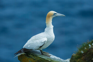 Northern gannets in various flying, diving, and flying positions, blue background, 