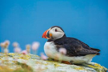 Beautiful Atlantic puffin bird or common puffin living on coastline during the breeding season on summer at Shetlands island.