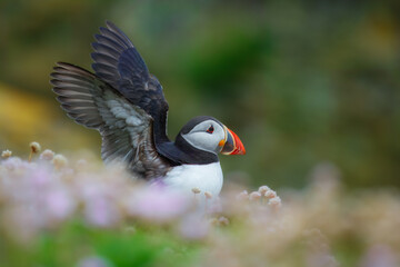 Beautiful Atlantic puffin bird or common puffin living on coastline during the breeding season on summer at Shetlands island.