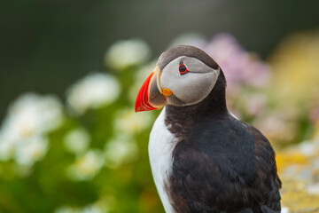 Beautiful Atlantic puffin bird or common puffin living on coastline during the breeding season on summer at Shetlands island.