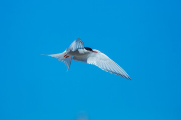 Fototapeta premium Arctic tern - Sterna paradisaea - with spread wings in flight at blue background. The Arctic tern is famous for its migration.