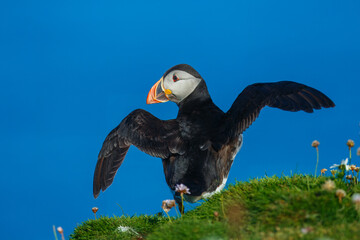Obraz premium Beautiful Atlantic puffin bird or common puffin living on coastline during the breeding season on summer at Shetlands island.
