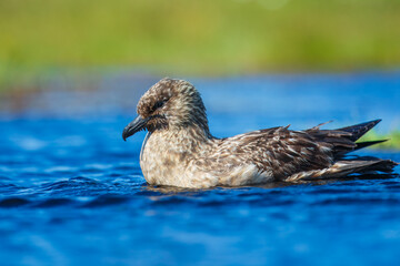 Close-up of a great skua (Stercorarius skua) calling out and displaying by stretching out wings, Noss, Shetland, UK.