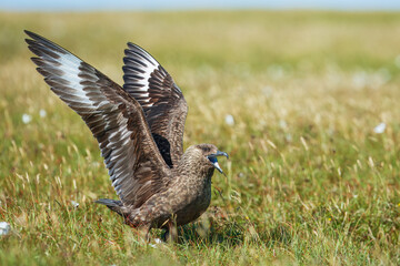 Close-up of a great skua (Stercorarius skua) calling out and displaying by stretching out wings, Noss, Shetland, UK.