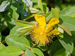 Close up of a Rose of Sharon (hypericum calycinum) flower in bloom
