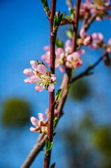Branch of blossoming peach in the garden, illuminated by the sun.