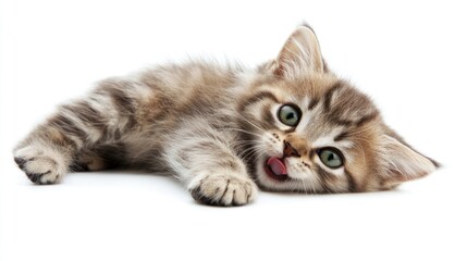 Fototapeta premium Adorable Tabby Kitten Playing on White Background