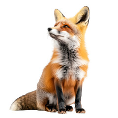 Obraz premium Fox, white isolate background