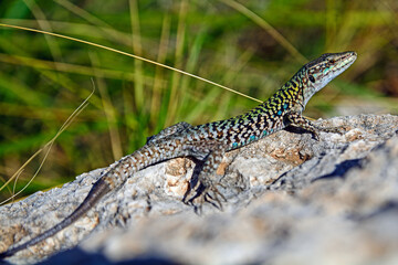 lizard on a stone