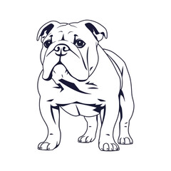 Elegant Line Art Illustration of a Bulldog/A clean, line-art illustration of a Bulldog.