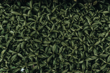 green leaf background