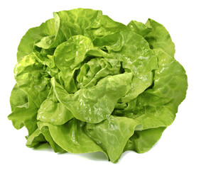 Główka sałaty zielonej