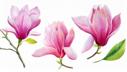 Obraz premium set of watercolor magnolia flowers isolated on white background