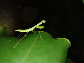 praying mantis on leaf at night