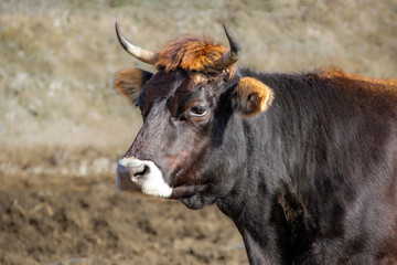 Heck cattle cow