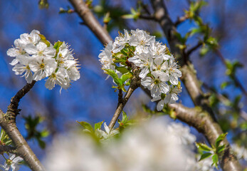 Cherry branch blooming against blue sky in the garden, illuminated by the sun.