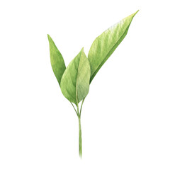 Green leaves of plant. Watercolor hand drawn isolated illustration of young branch. Clipart botanical element for menu, wedding Invitation, package, cosmetic, textile, greeting cards