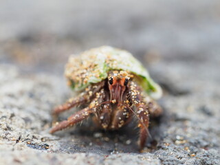 Small hermit crabs on the beach
