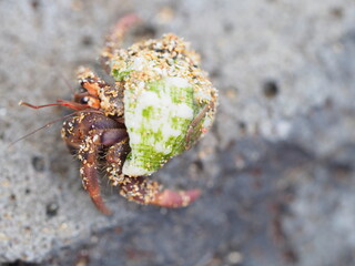 Small hermit crabs on the beach
