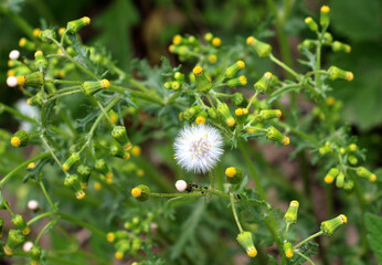 Senecio vulgaris grows in nature
