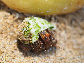 Small hermit crabs on the beach