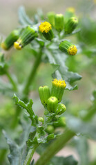 Senecio vulgaris grows in nature