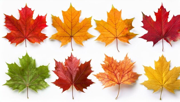 autumn maple colorful leaves set isolated on white background png element fall maple foliage collection