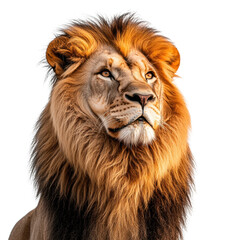 Fototapeta premium Majestic lion with flowing mane, white isolate background