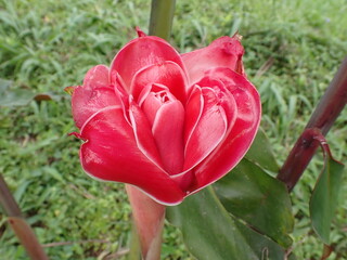 Red porcelain rose flower
