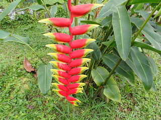 Red heliconia or lobster claw plant