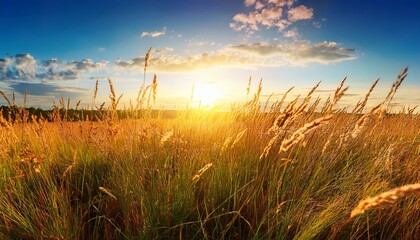 Fototapeta premium peaceful landscape a field with tall grass against the background of the sun and sky