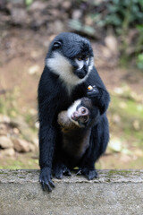 L'Hoest's Monkey