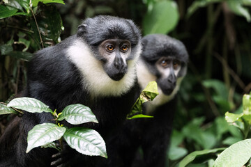 L'Hoest's Monkey