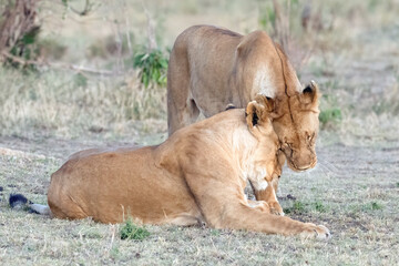 Two Lions Cuddling