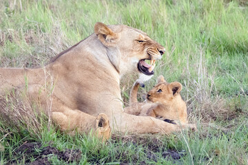Mama Lion and Cub