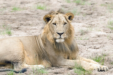 Young Male Lion
