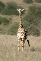 Giraffe Walking