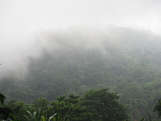 Cloud forest in Sao Tome