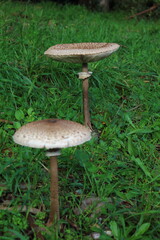 Cogumelos do Ortegal.