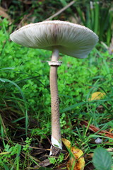 Seta de Ortigueira.