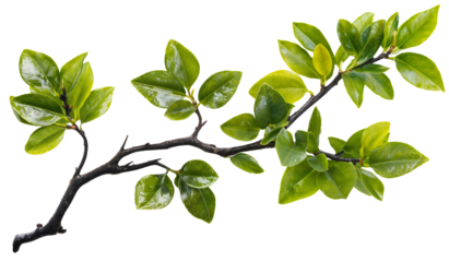 A lush, branch with leaves, The plant appears healthy and dense, with many stems. isolated over transparent background, PNG cut-out
