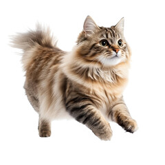 Siberian cat jumping, white isolate background